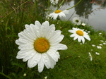 FZ030273 Daisies.jpg